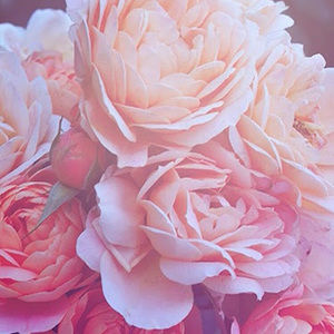 Meet your Posher, Jasmine